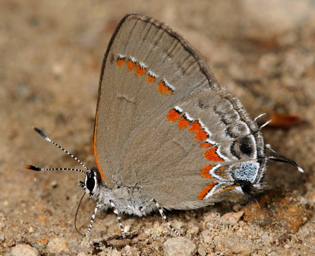 Red-banded Hairstreak (Butterflies of Alabama) · iNaturalist