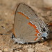 Red-banded Hairstreak - Photo (c) Patrick Coin, some rights reserved (CC BY-NC-SA)