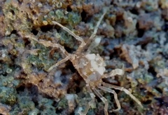 Halicarcinus ovatus