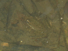 Lithobates pustulosus