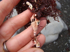 Titanoderma pustulatum