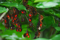 Ormosia macrocalyx