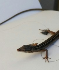 Takydromus sexlineatus