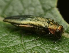 Agrilus viridis