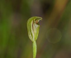 Pterostylis parviflora
