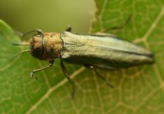 Agrilus viridis