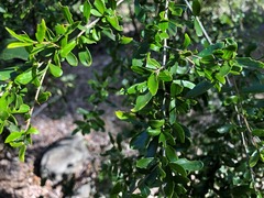 Pittosporum viscidum