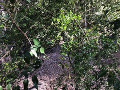 Pittosporum viscidum