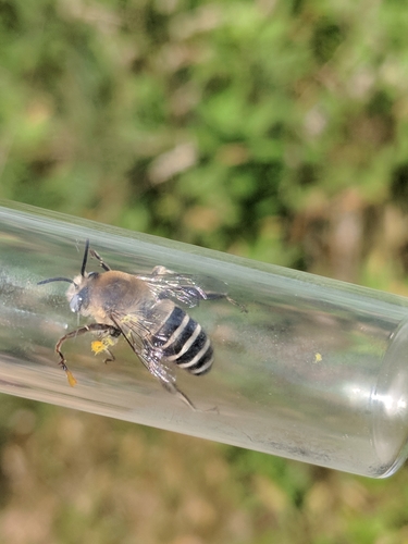 Anthophora walshii photographed in Massachusetts