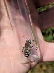 Anthophora walshii