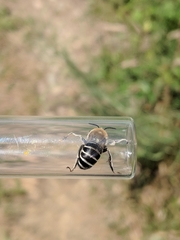 Anthophora walshii