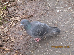 Columba livia domestica
