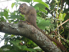 Heliosciurus ruwenzorii