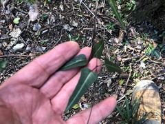 Parsonsia leichhardtii