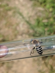 Anthophora walshii