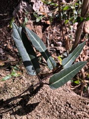 Parsonsia leichhardtii