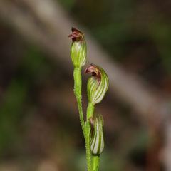 Pterostylis clivosa