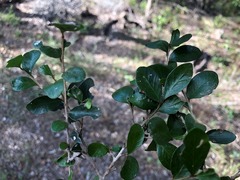 Planchonella cotinifolia