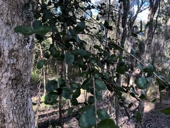 Planchonella cotinifolia