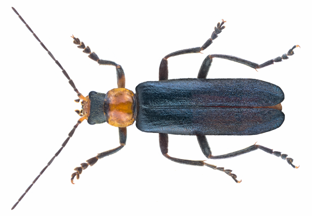 Blue Soldier Beetle