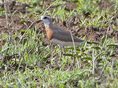 Charadrius asiaticus