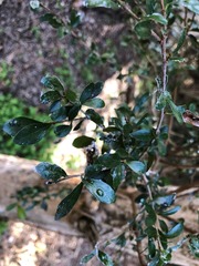 Planchonella cotinifolia