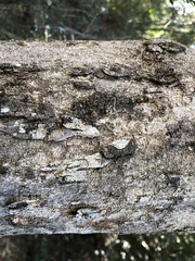 Planchonella cotinifolia