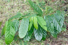 Cananga odorata