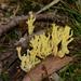 Ramaria lorithamnus - Photo (c) Reiner Richter, some rights reserved (CC BY-NC-SA), uploaded by Reiner Richter
