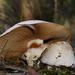 Cortinarius australiensis - Photo (c) Reiner Richter, some rights reserved (CC BY-NC-SA), uploaded by Reiner Richter