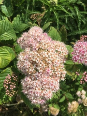 Spiraea japonica