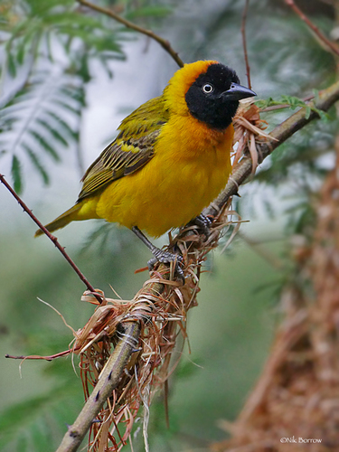 Lesser Masked Weaver