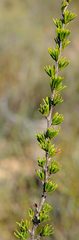 Cliffortia teretifolia