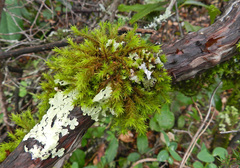 Orthotrichum papillosum