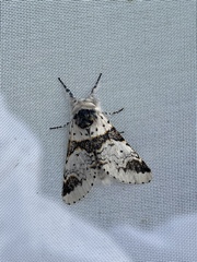 Furcula scolopendrina