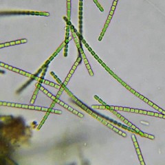 Pseudanabaena