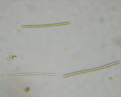 Pseudanabaena