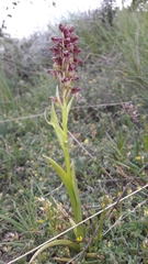 Anacamptis coriophora