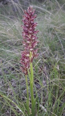 Anacamptis coriophora