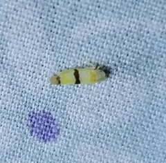 Empoa gillettei