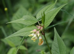 Vicia oroboides