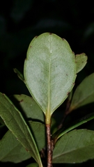 Ludia