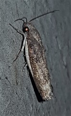 Xylorycta melaleucae