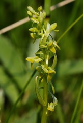 Platanthera tipuloides