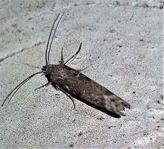 Xylorycta melaleucae