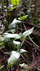 Hypoestes
