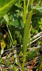 Platanthera tipuloides