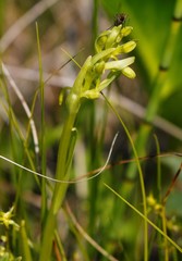 Platanthera tipuloides