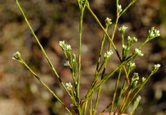 Diosma meyeriana