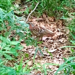 Bambusicola thoracicus